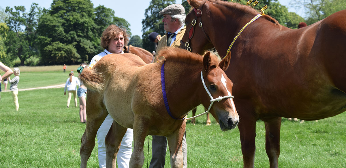 Filly Filly