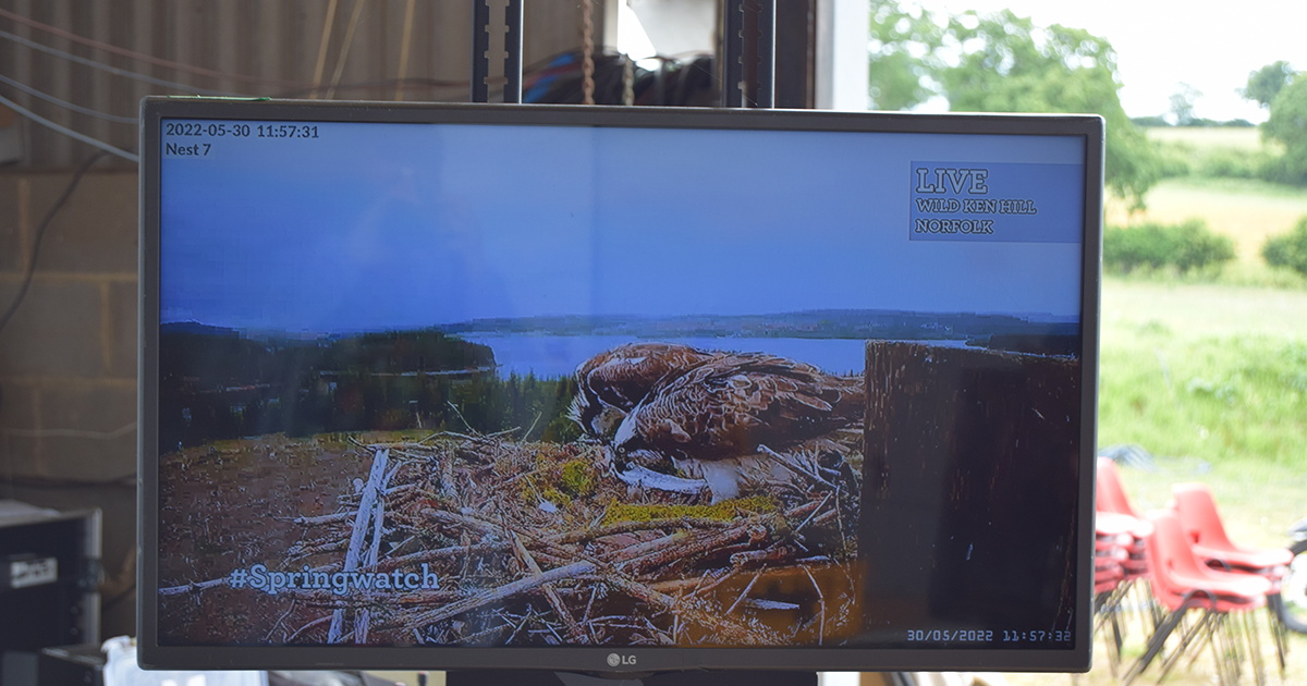 Nest