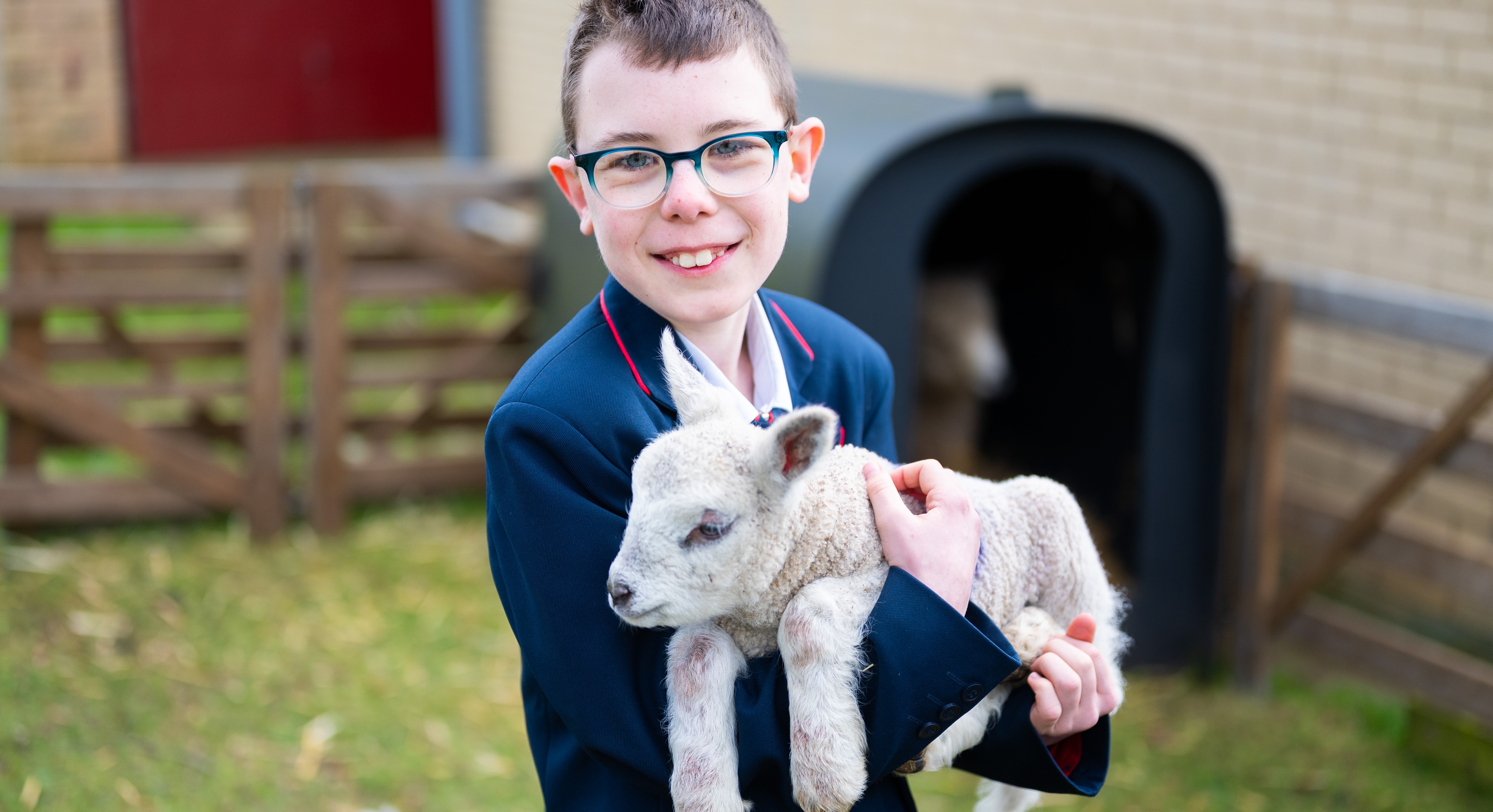 26IB Sheep Smithdon 15