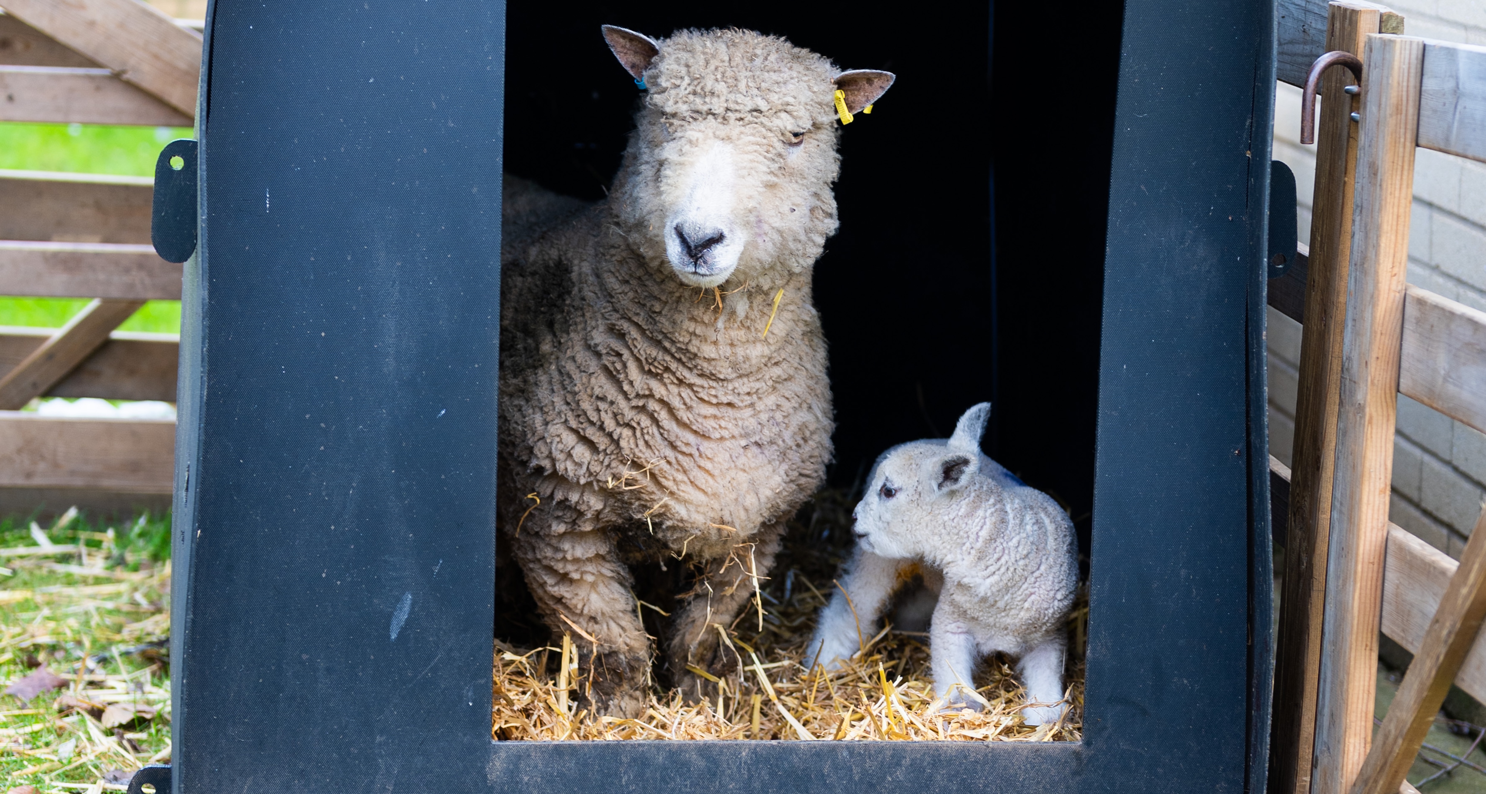 26IB Sheep Smithdon 32