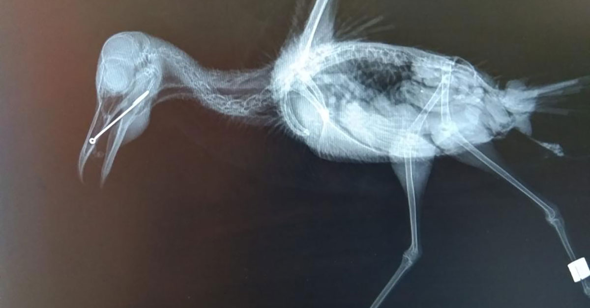 Rspca2 Rspca2
