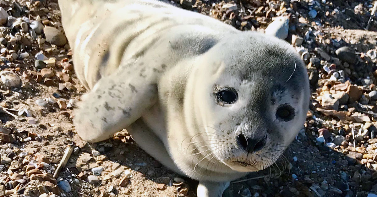 Sealelvis Sealelvis