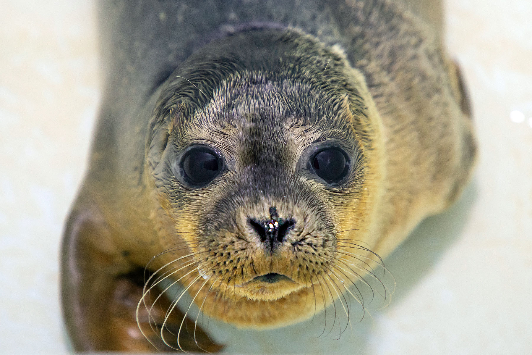 Sealkylie Sealkylie
