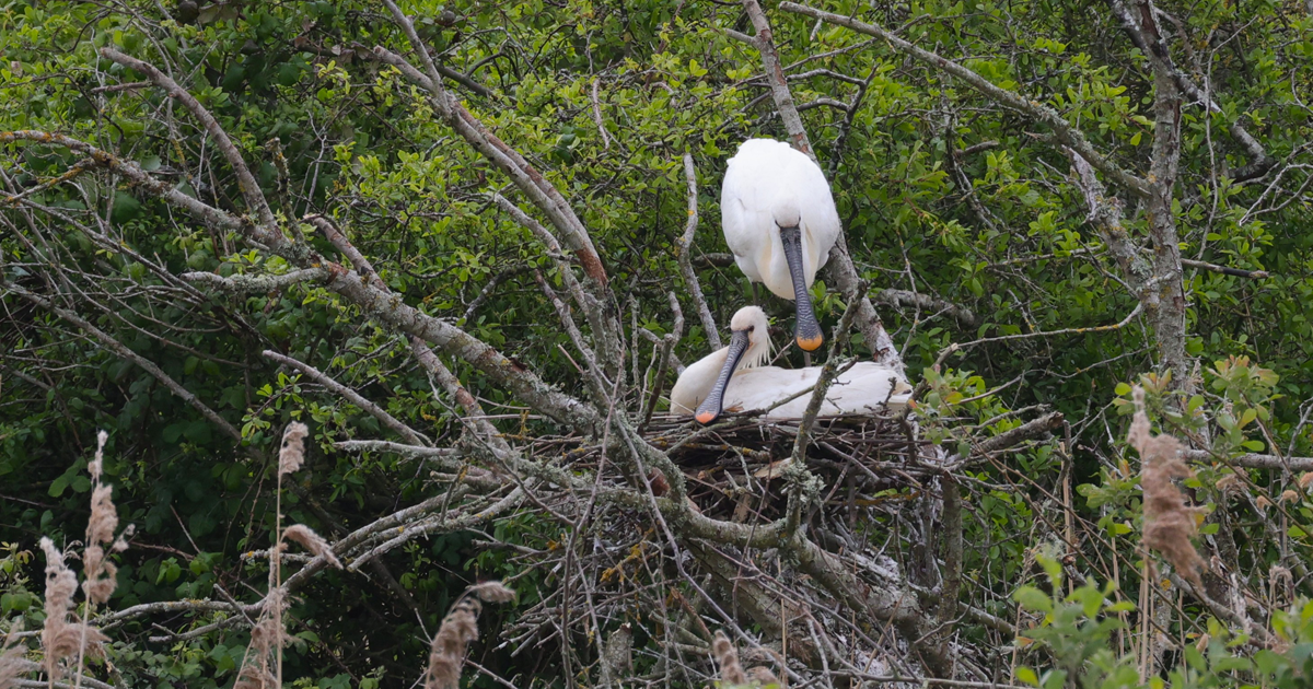 Spoonbill web 1