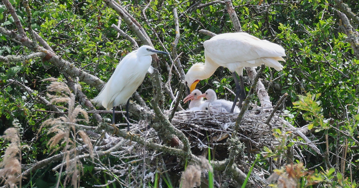 Spoonbills web 2