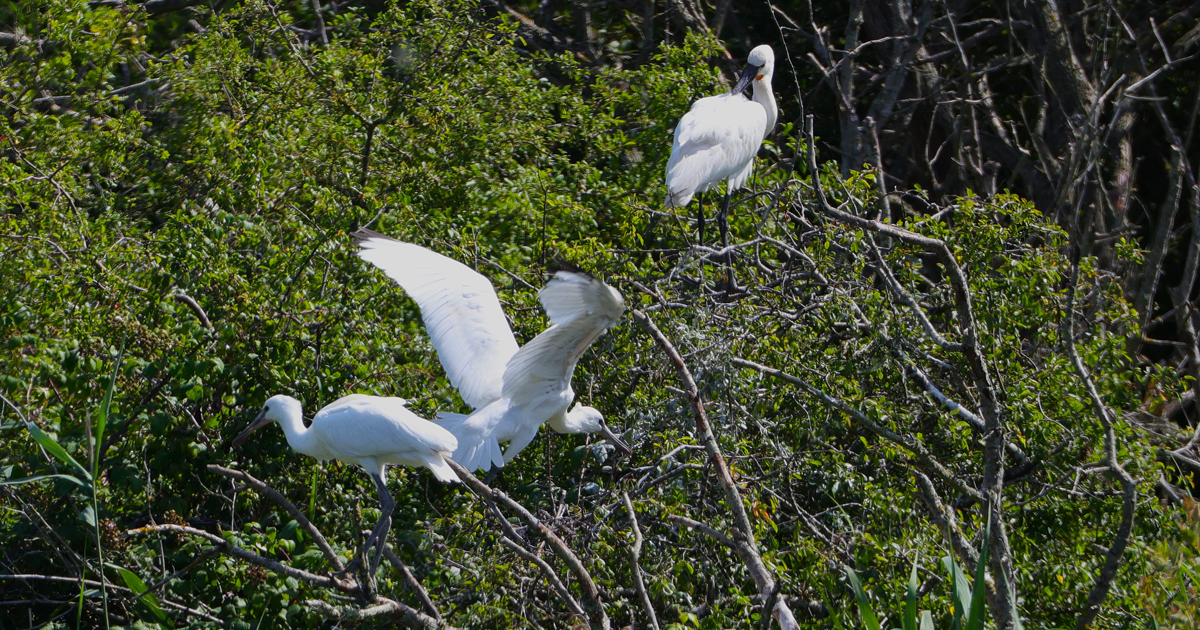 Spoonbills web 3