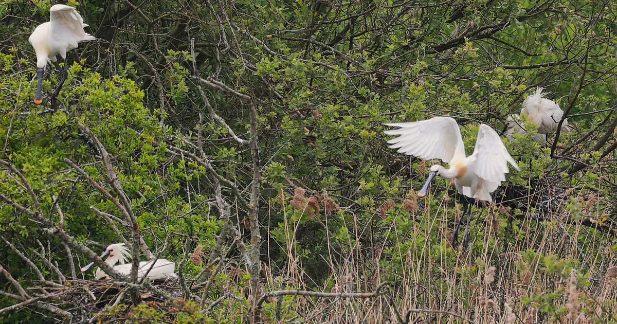 Spoonbills web4