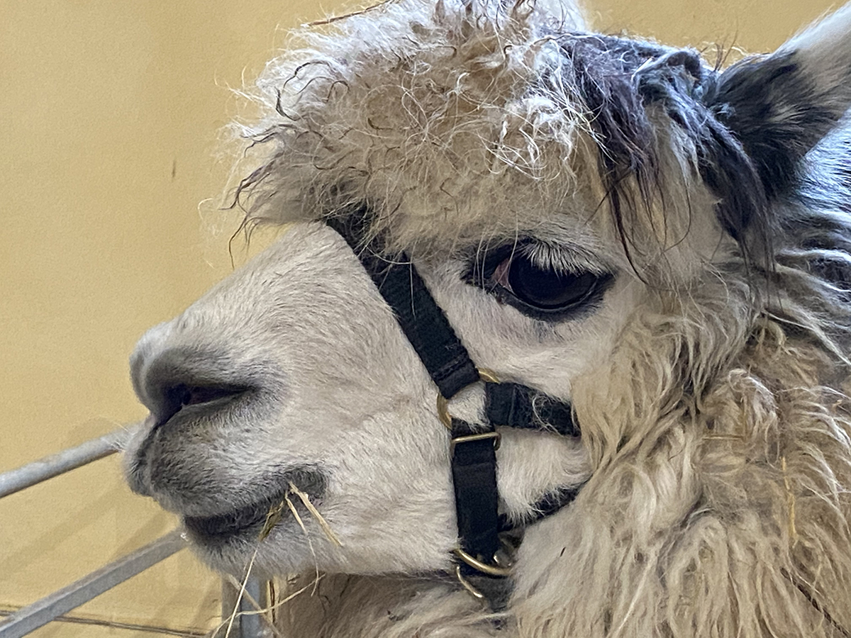 Web llama eb