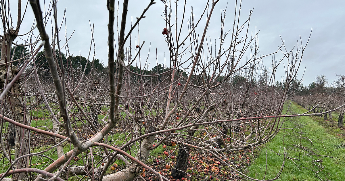 WEB Orchard WEB Orchard