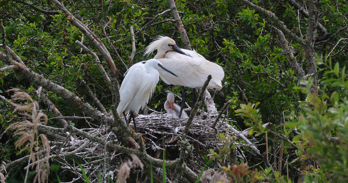 Spoonbill web 6