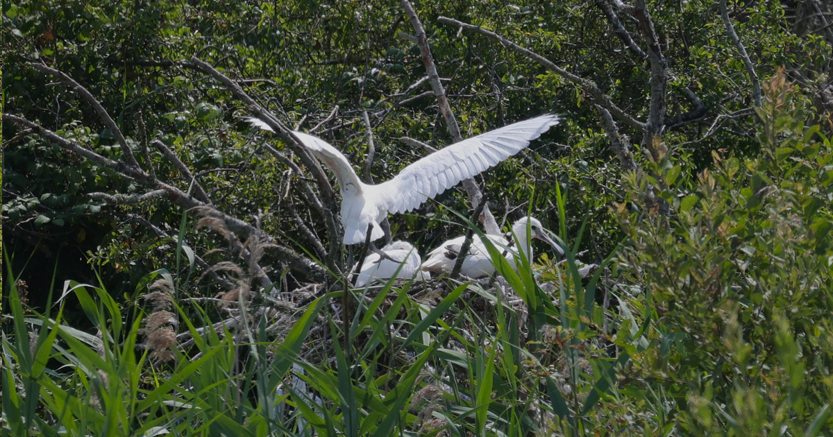 Spoonbills web 5