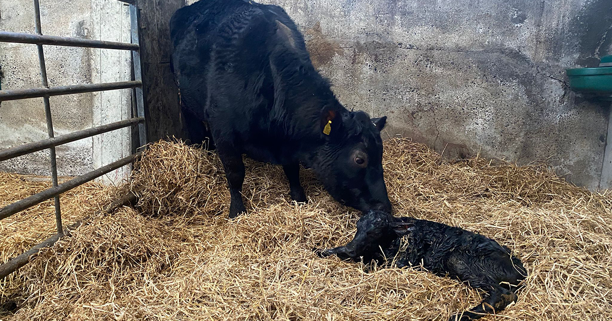 WEB Cow and newborn WEB Cow and newborn