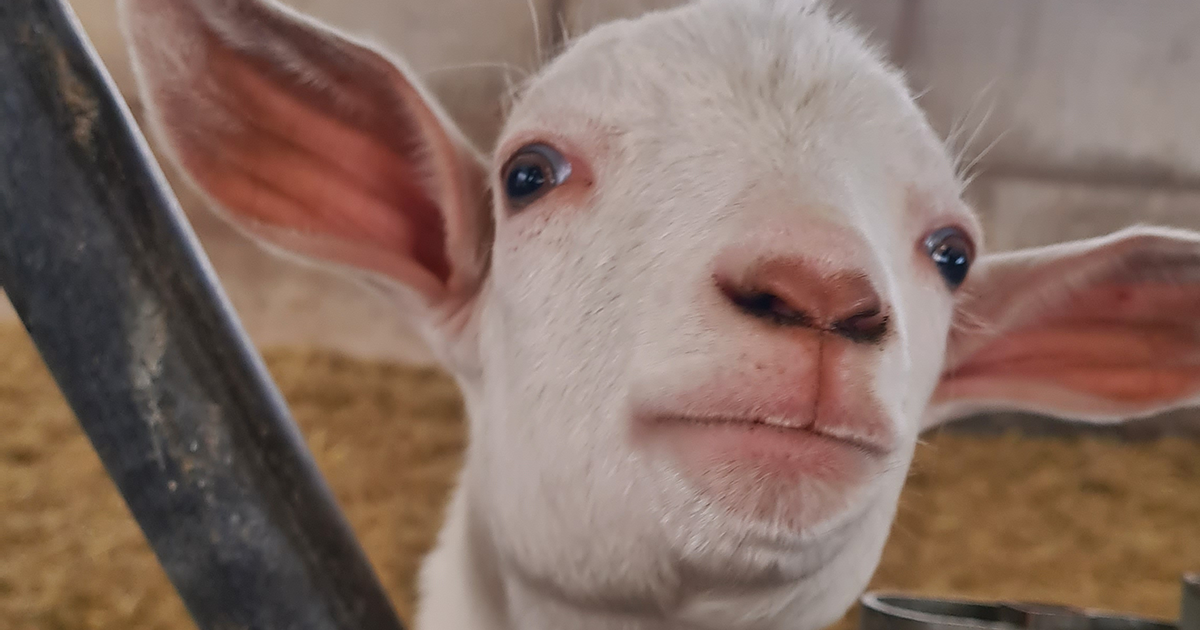 WEB goat WEB goat