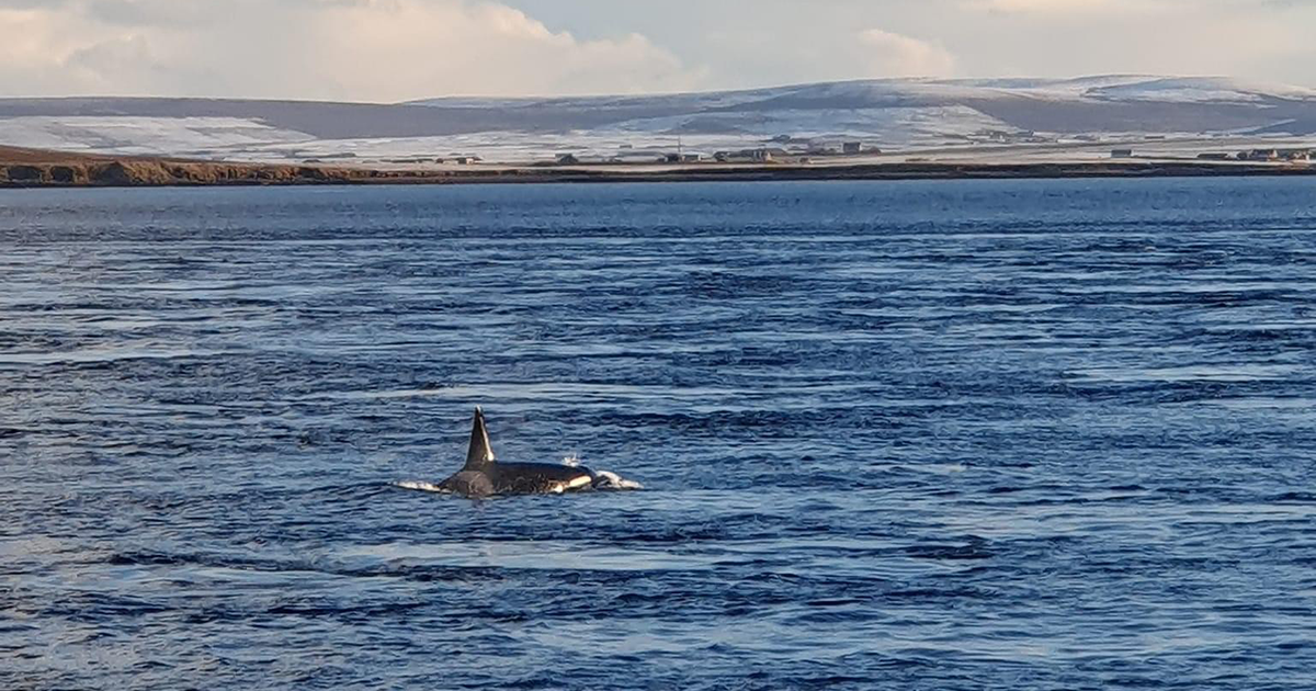 WEB Orca WEB Orca