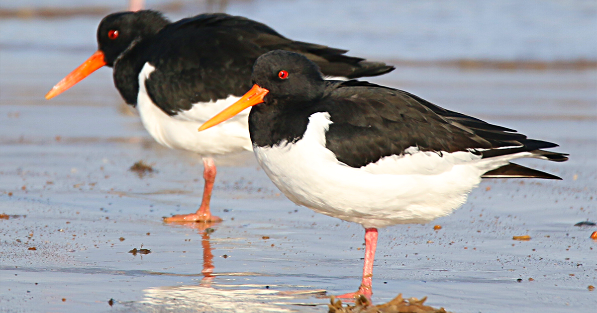 WEB Oyster catchers WEB Oyster catchers