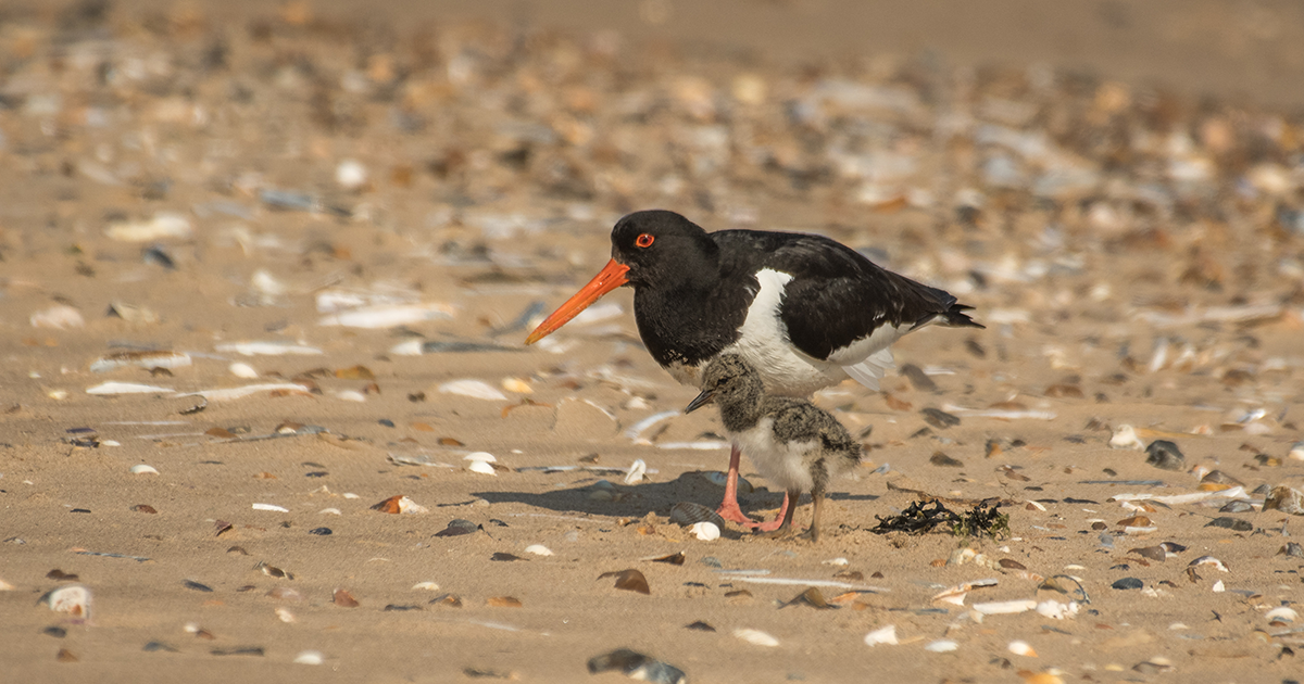 WEB Oystercatcher