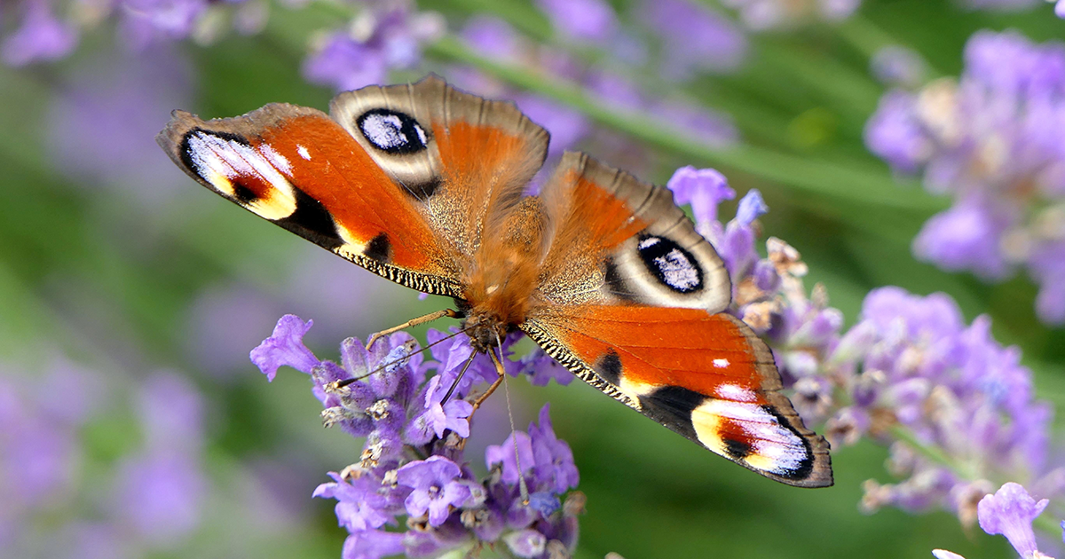WEB Peacock butterfly WEB Peacock butterfly
