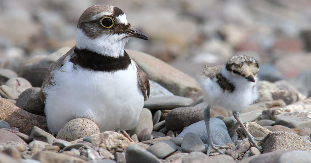 WEB plover