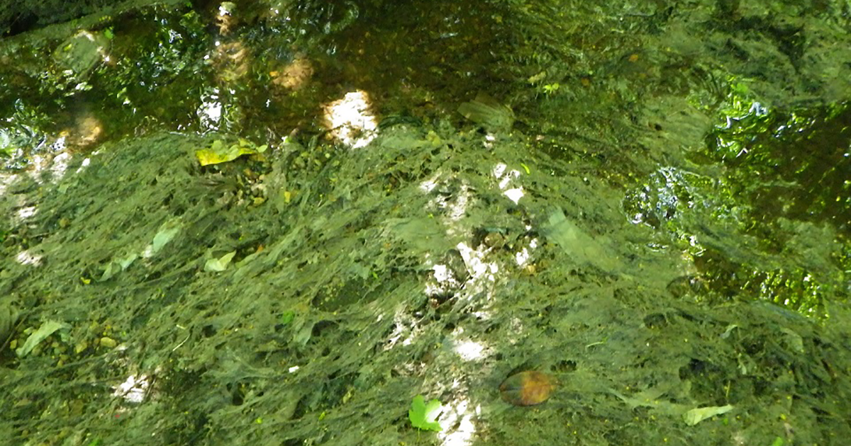 WEB sewage debris anglain water 2017 Credit Environment Agency